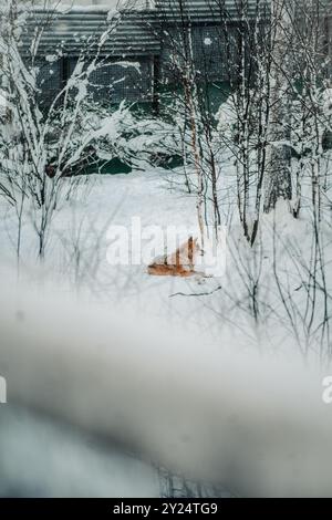 Lupo riposato nella neve a Ranua, Lapponia Foto Stock