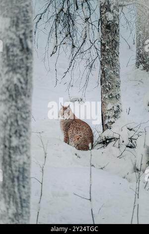 Lynx sulla neve nel parco naturale guardando avanti a Ranua, Lapponia Foto Stock