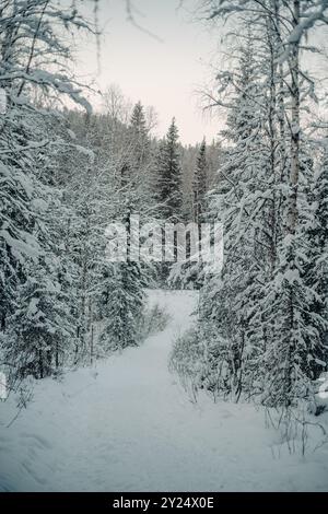 Sentiero invernale innevato attraverso la foresta nel Korouoma Canyon, Lapponia Foto Stock