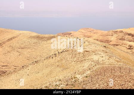 Mandria di capre nel deserto della Giordania Foto Stock