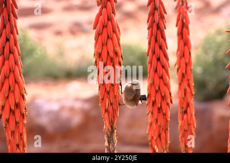 Femmina Palestina sunbird (Cinnyris osea) appollaiata su un'Aloe porphyrostachys a Wadi Musa, Petra in Giordania Foto Stock