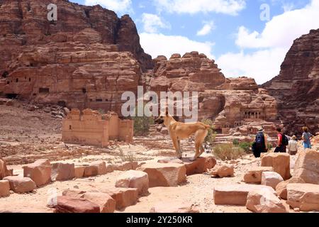 Carino cane randagio nella zona di Wadi Musa, Petra in Giordania Foto Stock