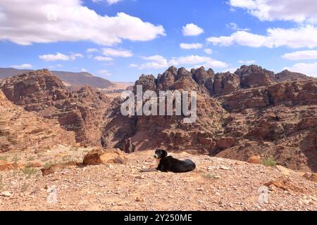 Carino cane randagio nella zona di Wadi Musa, Petra in Giordania Foto Stock