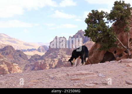 Carino cane randagio nella zona di Wadi Musa, Petra in Giordania Foto Stock