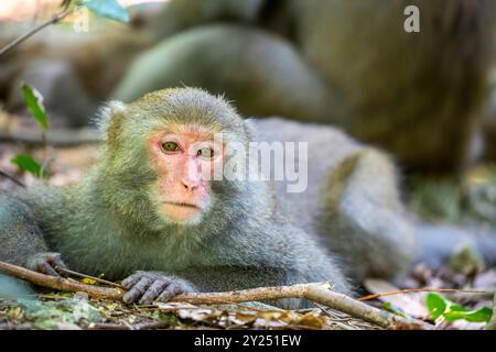 Il macaco roccioso Formosan selvaggio (Macaca cyclopis) a Shoushan (Kaohsiung). È un macaco endemico dell'isola di Taiwan. Foto Stock