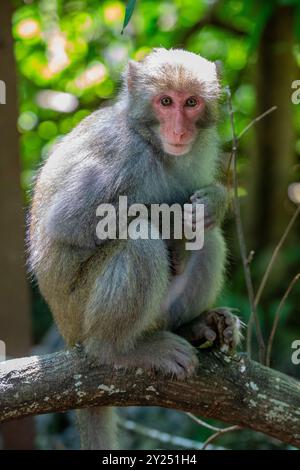 Il macaco roccioso Formosan selvaggio (Macaca cyclopis) a Shoushan (Kaohsiung). È un macaco endemico dell'isola di Taiwan. Foto Stock