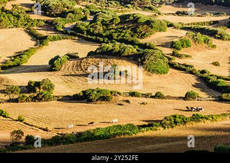 Pascoli e macchia, fattoria Santa Cecilia, Ferreries, Minorca, Isole Baleari, Spagna, Europa. Foto Stock