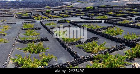 Paesaggio panoramico con vigneti vulcanici. Lanzarote. Isole Canarie. Spagna.la Geria vigneto su suolo vulcanico nero. Foto Stock