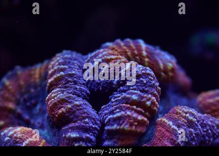 Coralli marini da vicino Lobophyllia. Foto di alta qualità, concetto di barriera corallina Foto Stock