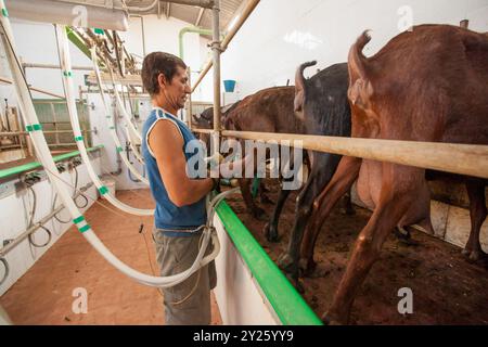 Mungitura di capre per formaggi artigianali, Alcaiduset, Alaior, Minorca, Isole Baleari, Spagna, Europa. Foto Stock