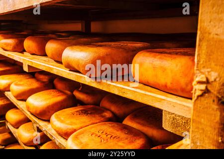 Scaffale con essiccazione del formaggio, fabbricazione artigianale di formaggio Mahon, Alcaiduset, Alaior, Minorca, Isole Baleari, Spagna. Foto Stock