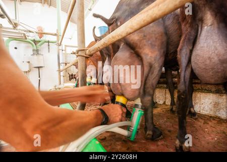 Mungitura di capre per formaggi artigianali, Alcaiduset, Alaior, Minorca, Isole Baleari, Spagna, Europa. Foto Stock