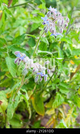 Borago officinalis - fiori Borage Foto Stock