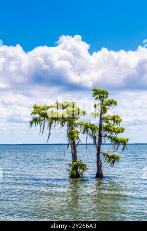 Cipressi paludosi sul lago Palourde, Morgan City, Louisiana, Stati Uniti Foto Stock