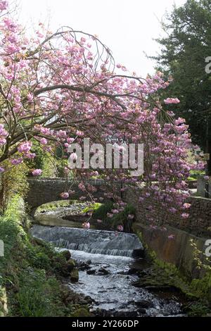 Ciliegio che fiorisce sopra l'Artle Beck a Brookhouse Caton vicino a Lancaster Lancashire Inghilterra Foto Stock