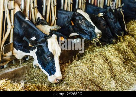 Fabricacion artesanall de queso Binibeca de Jaume Pons - denominacion de origen Mahon artesano- finca Alcaiduset, Alaior Menorca, Islas Baleares, España, Europa. Foto Stock