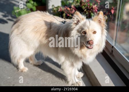 Il Lapphund finlandese o cane Lapponiano finlandese è un tipo di cane Spitz di medie dimensioni spesso utilizzato per l'allevamento di renne. È facile e accogliente. Foto Stock