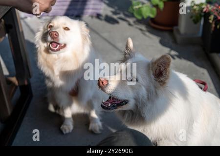 Il Lapphund finlandese o cane Lapponiano finlandese è un tipo di cane Spitz di medie dimensioni spesso utilizzato per l'allevamento di renne. È facile e accogliente. Foto Stock