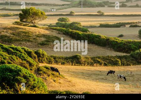 Pascoli e macchia, fattoria Santa Cecilia, Ferreries, Minorca, Isole Baleari, Spagna, Europa. Foto Stock