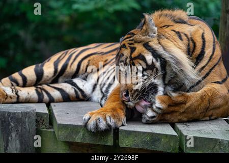 Primo piano di una tigre isolata sdraiata nel recinto all'aperto dello zoo di Dudley, leccando la zampa. Foto Stock