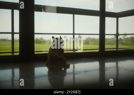 Bulldog francese nero solo e triste seduto da solo con vista sui campi di riso da una grande finestra panoramica in vetro Foto Stock