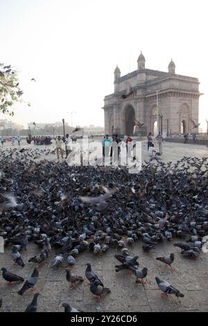 India, Mumbai, piccioni che si nutrono la mattina presto alle porte dell'India. Foto Stock