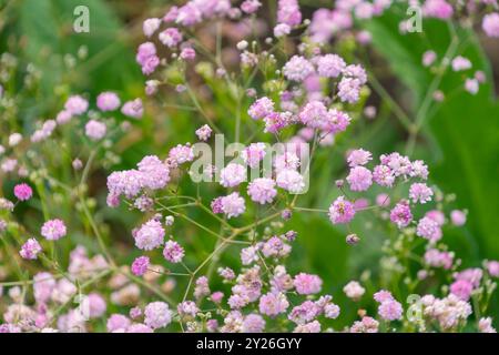 Bellissimi fiori rosa di Gypsophila paniculata nel giardino. respiro del bambino, gitsofila comune, respiro del bambino nel panico. Sfondo floreale. Foto Stock