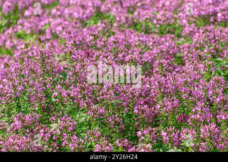 Bellissimi fiori rosa, Cleome houtteana. il fiore di ragno, la pianta di ragno, la regina rosa, i baffi del nonno. Foto Stock