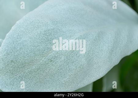 Foglia bianca argentata di Senecio candicans, primo piano. ali d'angelo, cavolo marino. Foto Stock