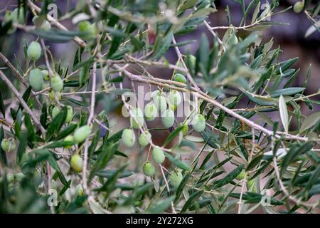 KROATIEN, Oliven 09.09.2024, Kroatien, HRV, Oliven, Olivenbaum, Frucht, Fruechte, Oelbaum Der Olivenbaum auch Echter Oelbaum genannt, ist ein mittelgroßer, im alter oft knorriger Baum aus der Gattung der Oelbauume Olea, die zur Familie der Oelbaumgewaechse gehoert. Quelle: Wikipedia Gespanschaft Dubrovnik-Neretva *** Croazia, olive 09 09 2024, Croazia, HRV, olive, ulivi, frutta, frutti, ulivo l'olivo, noto anche come il vero olivo, è un albero di medie dimensioni, spesso gnarled del genere Olea, che appartiene alla famiglia degli olivi fonte Wikipedia Dubrovnik Neretva County oliva Foto Stock