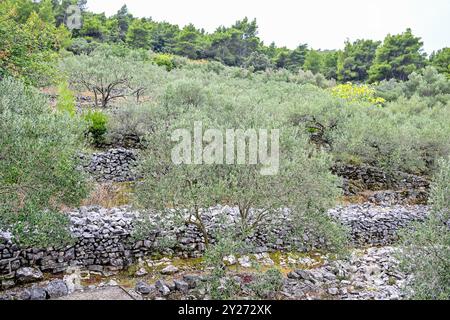 KROATIEN, Oliven 09.09.2024, Kroatien, HRV, Oliven, Olivenbaum, Frucht, Fruechte, Oelbaum Der Olivenbaum auch Echter Oelbaum genannt, ist ein mittelgroßer, im alter oft knorriger Baum aus der Gattung der Oelbauume Olea, die zur Familie der Oelbaumgewaechse gehoert. Quelle: Wikipedia Gespanschaft Dubrovnik-Neretva *** Croazia, olive 09 09 2024, Croazia, HRV, olive, ulivi, frutta, frutti, ulivo l'olivo, noto anche come il vero olivo, è un albero di medie dimensioni, spesso gnarled del genere Olea, che appartiene alla famiglia degli olivi fonte Wikipedia Dubrovnik Neretva County oliva Foto Stock