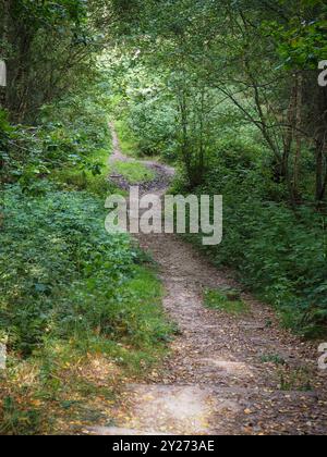 Woodland Management, Essex, Inghilterra Foto Stock