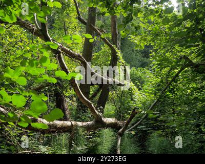 Woodland Management, Essex, Inghilterra Foto Stock