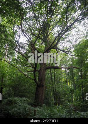 Woodland Management, Essex, Inghilterra Foto Stock