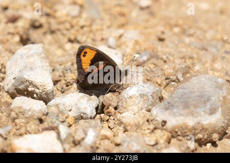 Il Ringlet maschio di Zapater - Erebia zapateri Foto Stock