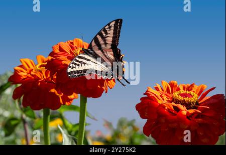 Tiger swallowtal, farfalla gialla e nera su margherita gerbera arancione con centro giallo. Foto Stock
