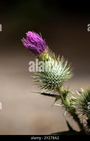 Primo piano di un fiore viola di cardo scotch. È spiky, pungente e il design difensivo lo protegge. Foto Stock