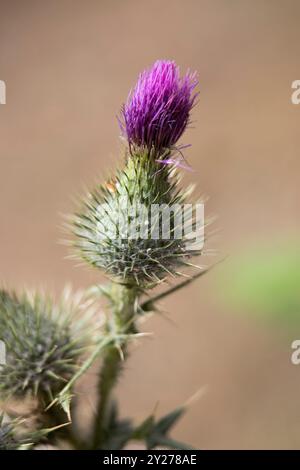 Primo piano di un fiore viola di cardo scotch. È spiky, pungente e il design difensivo lo protegge. Foto Stock