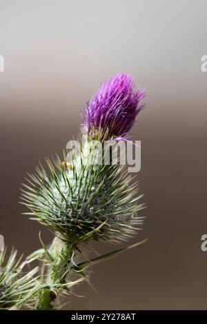 Primo piano di un fiore viola di cardo scotch. È spiky, pungente e il design difensivo lo protegge. Foto Stock