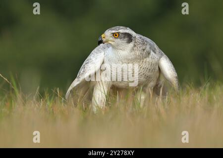 L'Accipitro gentilis del goshawk eurasiatico preda della fauna selvatica predatore della natura bellissimo animale ornitologia dell'avvistamento Europa Foto Stock