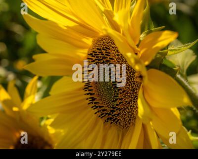Primo piano di girasole gialle in piena luce del sole. REGNO UNITO Foto Stock