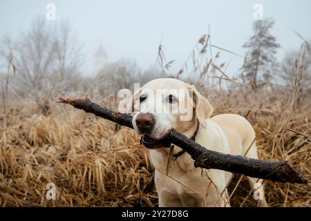Ritratto di un cane carino nella natura autunnale. Happy labrador retriever tenendo il bastone in bocca aghisce il paesaggio rurale nella nebbia. Foto Stock