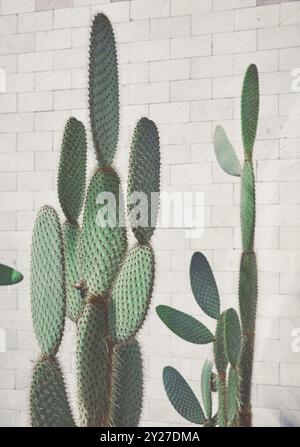 Cactus di fichi d'India contro la parete, messa a fuoco selettiva, tonalità di colore applicate. Foto Stock