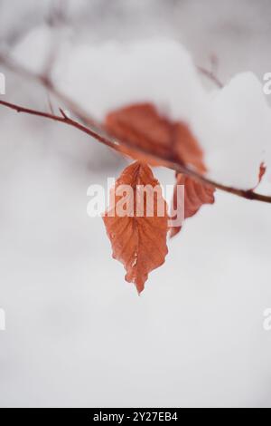Foglia di faggio rossa e marrone appesa a una diramazione in una giornata invernale innevata isolata Foto Stock