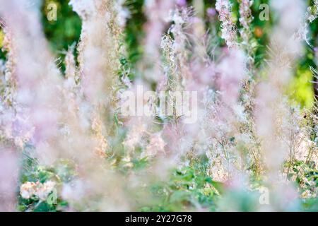 blühende Wildblumen im Sommer Foto Stock