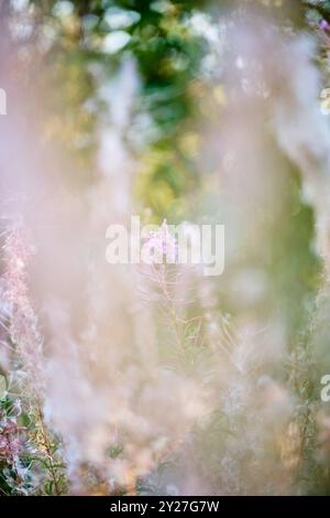 blühende Wildblumen im Sommer Foto Stock