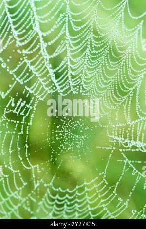 Spinnenetz mit Morgentau Foto Stock