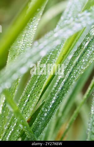 Nahaufnahme von Morgentau auf Grashalmen Foto Stock