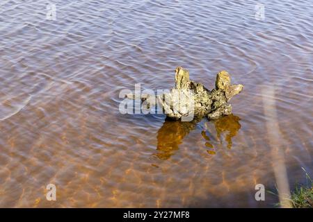 Acqua di lago buia e fangosa in inverno senza neve, lago ghiacciato con onde all'esterno alla fine dell'inverno in Europa Foto Stock