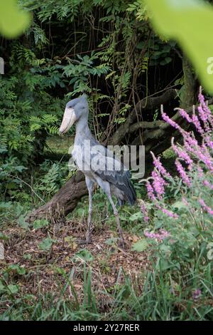 Shoebill (Balaeniceps rex), noto anche come balena, cicogna con testa di balena, cicogna con beccuccio di scarpe al Pairi Daiza di Brugelette, Belgio Foto Stock